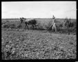 Photograph: [Photograph of Man Plowing Field with Mule]