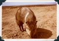 Photograph: Javelina, America's Only Wild Pig