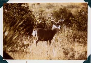 Primary view of object titled '[Mule Deer Buck]'.