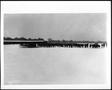 Thumbnail image of item number 1 in: '[Cattle in a snow covered pasture on the George Ranch]'.
