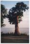 Photograph: [Tree By Lake #2]