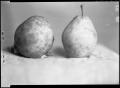 Photograph: [Photograph of Two Pears]