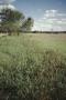 Photograph: [irrigation ditch / corn field]