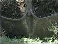 Video: [News Clip: Insect - pests]