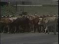 Video: [News Clip: Cattle Drive]