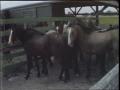 Video: [News Clip: Horses]