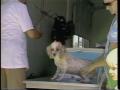 Primary view of [News Clip: Dogs (Rabies clinic)]