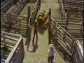 Video: [News Clip: Cattle sales]