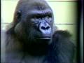 Primary view of [News Clip: Gorilla]
