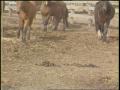 Primary view of [News Clip: Horses]
