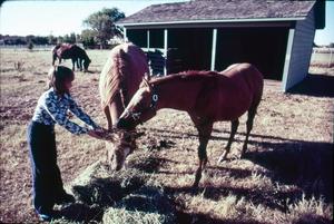 Primary view of object titled '[Woman feeding horses]'.