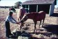 Photograph: [Woman feeding horses]