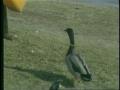 Video: [News Clip: Duck Lady]