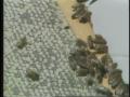 Video: [News Clip: Killer Bees]