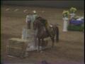 Video: [News Clip: Horse]