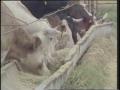 Video: [News Clip: Your steak in the future #2 (Crossbreeds)]