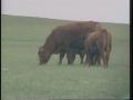 Video: [News Clip: Cattle woes]