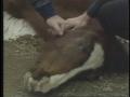 Video: [News Clip: Horse starves]