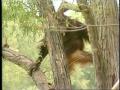 Video: [News Clip: Orangutans]