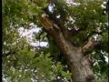 Video: [News Clip: Tree limb accident]