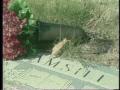 Video: [News Clip: Rosehill Cemetery]