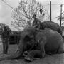 Photograph: [Elephants at the Delta Sigma Phi Pledge #3]