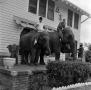 Photograph: [Elephants at the Delta Sigma Phi Pledge #8]