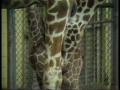 Primary view of [News Clip: Baby giraffe]