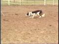 Video: [News Clip: Dogs- cattle herders]