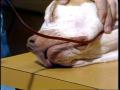Video: [News Clip: Blood donor dog]