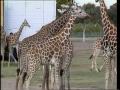 Primary view of [News Clip: Giraffes]