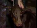 Video: [News Clip: Dogs]