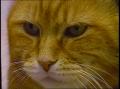Video: [News Clip: Morris cat]