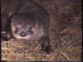 Video: [News Clip: Otter]