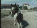 Video: [News Clip: Horse thieves]