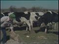 Primary view of [News Clip: Dairy cuts]