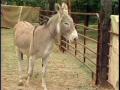 Video: [News Clip: Adopt a burro]
