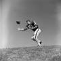 Photograph: [Football player #81, Bob Helterbran, reaches out for a pass, 2]
