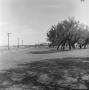 Photograph: [Mesquite trees and power lines with bridge in background]