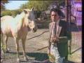 Video: [News Clip: Horse fraud]