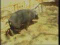Video: [News Clip: Striped pigs]