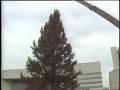 Video: [News Clip: Dallas tree]