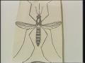 Video: [News Clip: Mosquitoes]