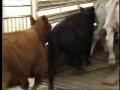 Video: [News Clip: Cattle computer]