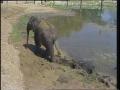 Video: [News Clip: Elephants]