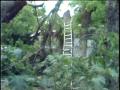 Video: [News Clip: Tree death]