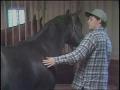 Video: [News Clip: Horse auction]