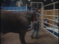 Video: [News Clip: Animal auction]