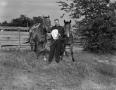 Photograph: [Ted Gouldy with horses, 2]