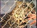 Video: [News Clip: Animal exports]